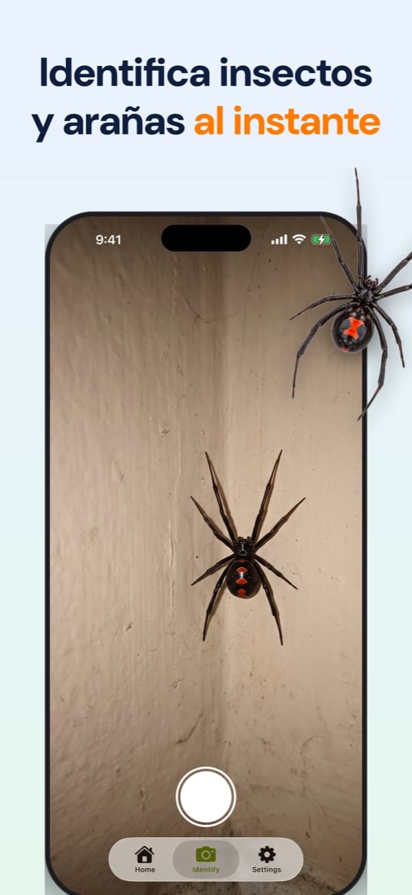 Captura de Bug Identifier: identifica insectos y arañas al instante, con la cámara apuntando a una viuda negra