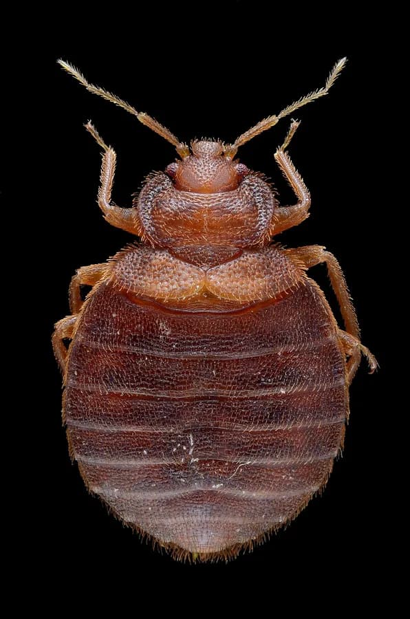Adult female bed bug seen from above: flat oval rust-brown body with fine ridges across the abdomen, short antennae and six legs, on a black background
