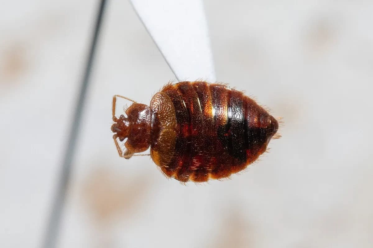 Bat bug, a close relative of the bed bug, with the same flat rust-brown oval body