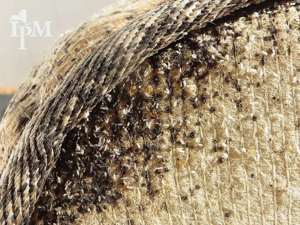 Mattress seam and piping covered in black bed bug fecal spots, white rice-shaped bed bug eggs and pale shed skins