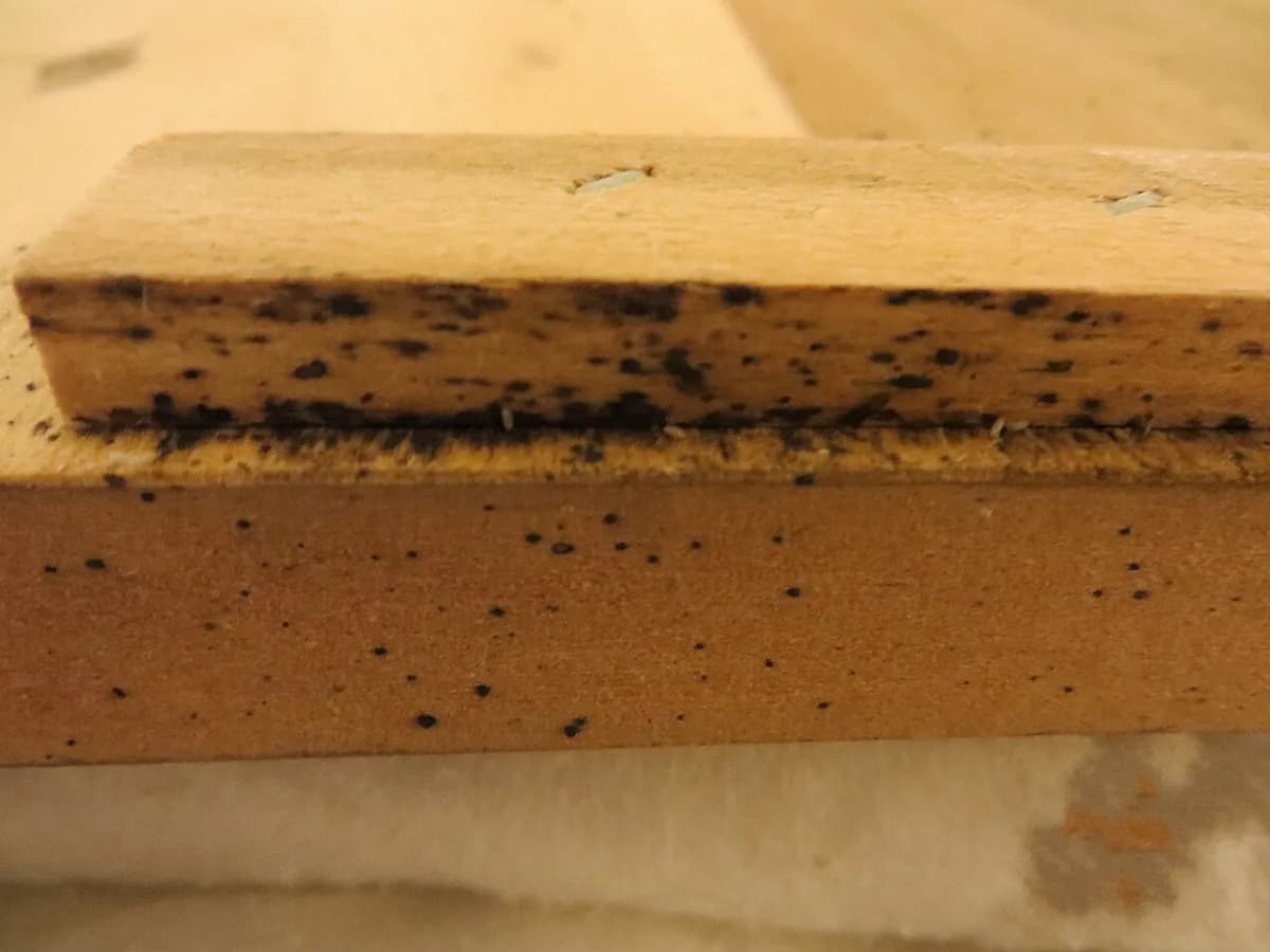Rows of black bed bug droppings along the edge of a light wooden bed frame rail