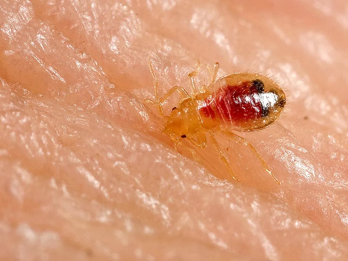 Close-up of a pale, translucent baby bed bug on human skin with a bright red blood meal visible through its abdomen
