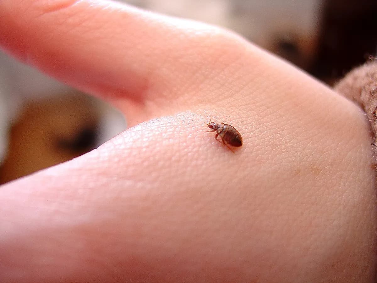 A single bed bug sitting on the palm side of a person's hand, showing its true size: smaller than a fingernail, about the size of an apple seed