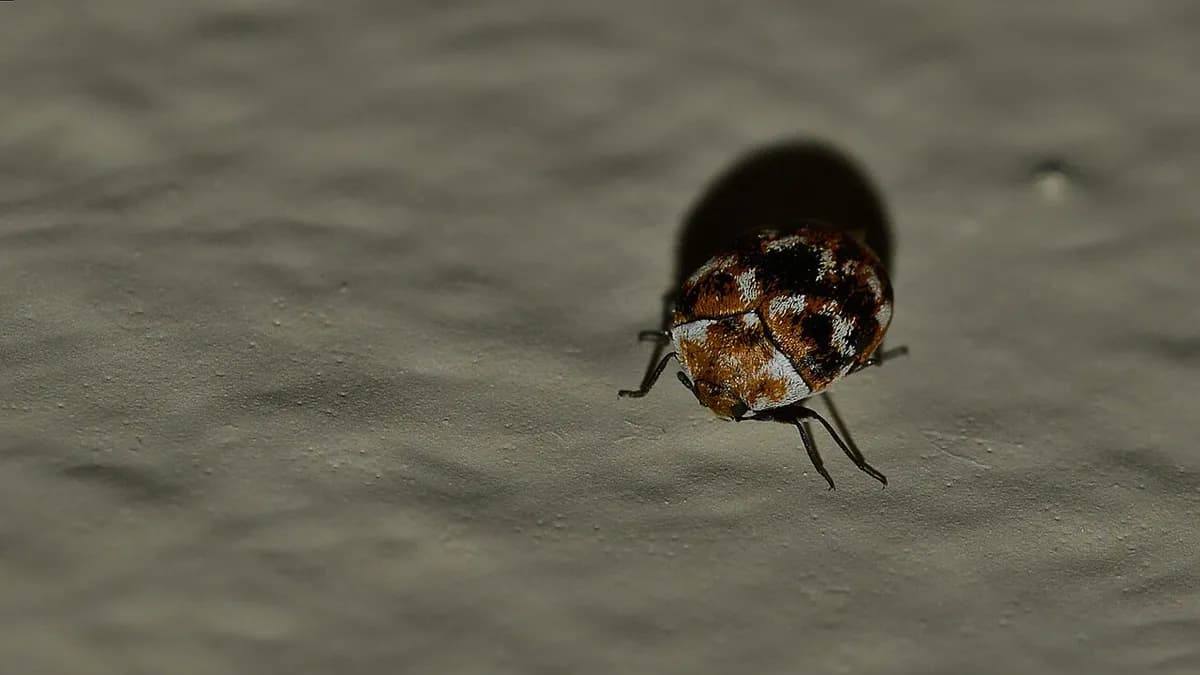 Varied carpet beetle: a tiny round beetle with a mottled pattern of white, brown and yellow scales