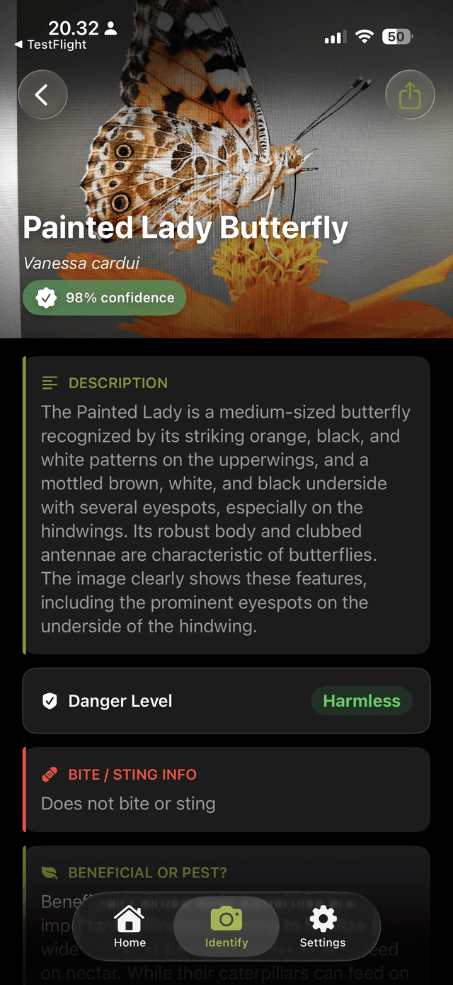 Detailed view of a Painted Lady Butterfly identification